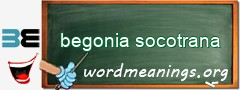 WordMeaning blackboard for begonia socotrana